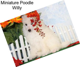 Miniature Poodle Willy