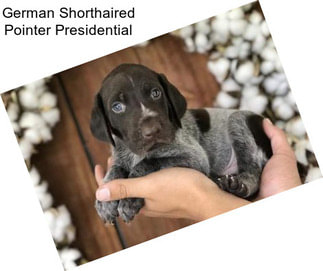 German Shorthaired Pointer Presidential