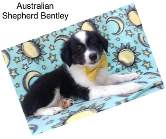 Australian Shepherd Bentley