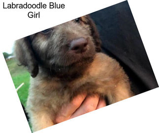 Labradoodle Blue Girl