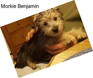 Morkie Benjamin