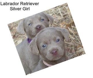 Labrador Retriever Silver Girl