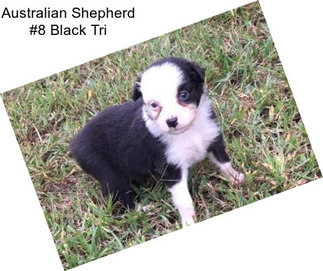 Australian Shepherd #8 Black Tri