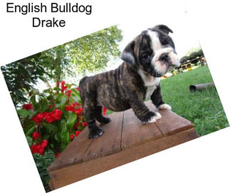 English Bulldog Drake