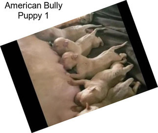 American Bully Puppy 1