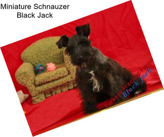 Miniature Schnauzer Black Jack