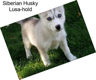 Siberian Husky Lusa-hold