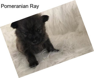 Pomeranian Ray