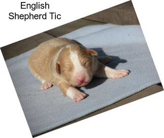 English Shepherd Tic