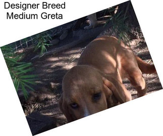 Designer Breed Medium Greta