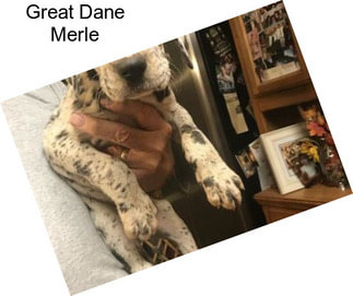 Great Dane Merle