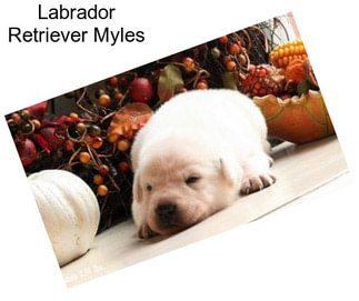 Labrador Retriever Myles