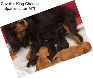 Cavalier King Charles Spaniel Litter M?f