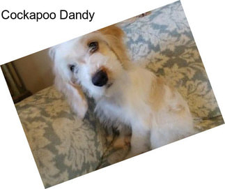 Cockapoo Dandy