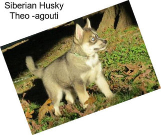 Siberian Husky Theo -agouti