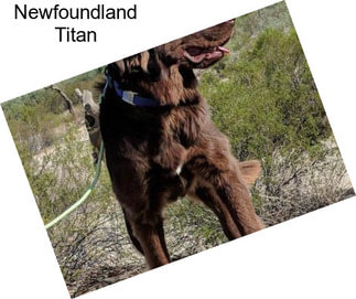 Newfoundland Titan