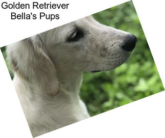Golden Retriever Bella\'s Pups