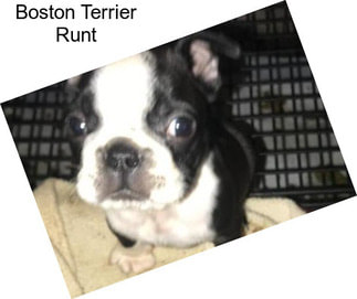 Boston Terrier Runt