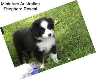 Miniature Australian Shepherd Rascal