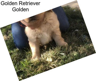 Golden Retriever Golden