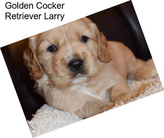 Golden Cocker Retriever Larry