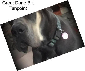 Great Dane Blk Tanpoint