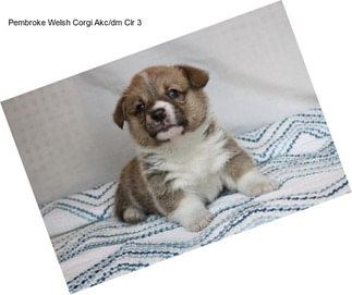 Pembroke Welsh Corgi Akc/dm Clr 3