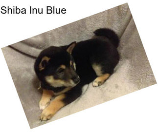 Shiba Inu Blue