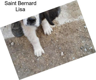 Saint Bernard Lisa