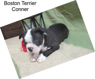Boston Terrier Conner