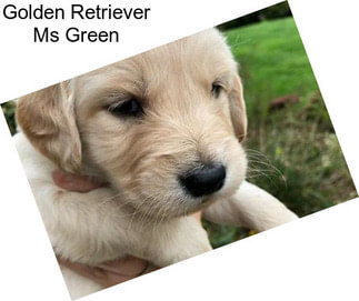 Golden Retriever Ms Green