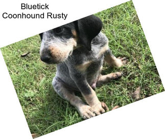 Bluetick Coonhound Rusty
