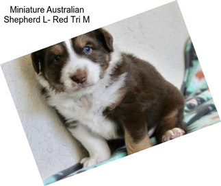 Miniature Australian Shepherd L- Red Tri M