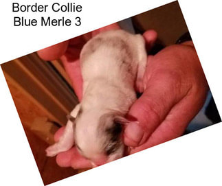 Border Collie Blue Merle 3