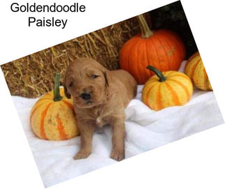 Goldendoodle Paisley