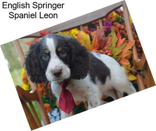 English Springer Spaniel Leon