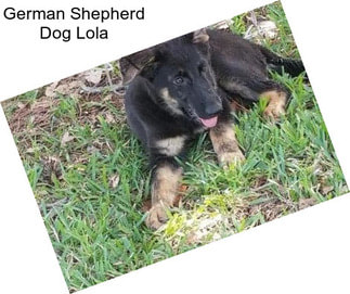 German Shepherd Dog Lola