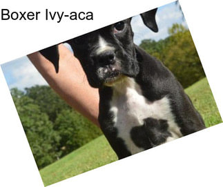 Boxer Ivy-aca