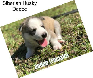 Siberian Husky Dedee