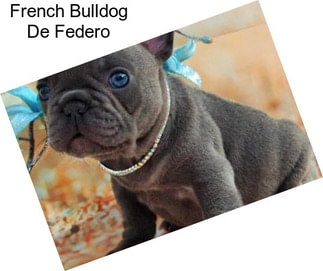 French Bulldog De Federo