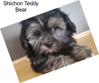 Shichon Teddy Bear