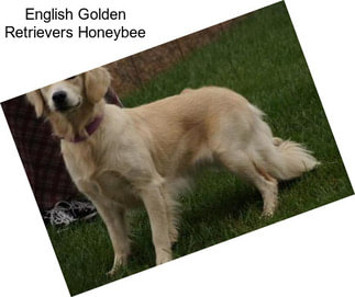 English Golden Retrievers Honeybee