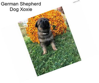 German Shepherd Dog Xoxie