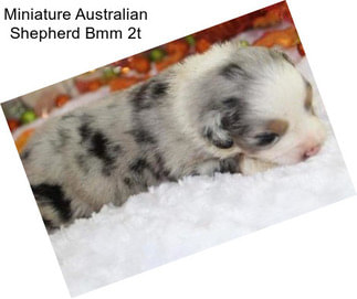 Miniature Australian Shepherd Bmm 2t