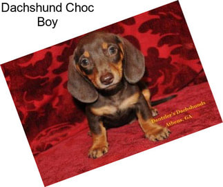 Dachshund Choc Boy