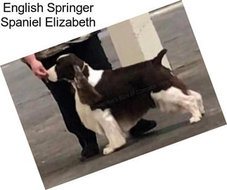 English Springer Spaniel Elizabeth