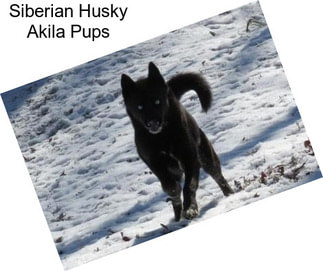 Siberian Husky Akila Pups