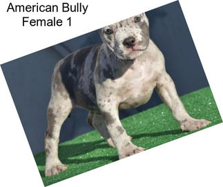 American Bully Female 1