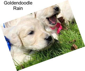 Goldendoodle Rain