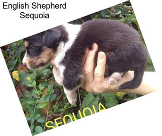 English Shepherd Sequoia